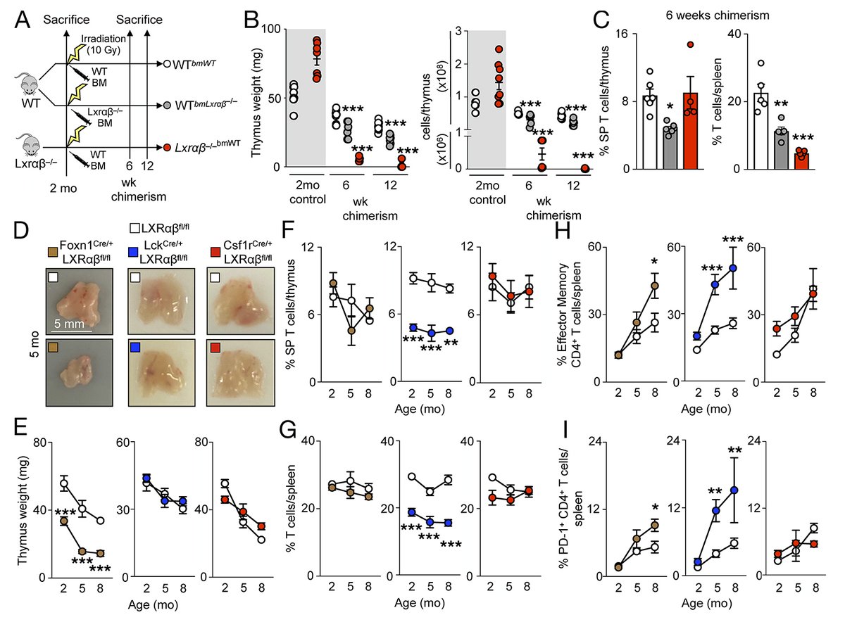 JExpMed's tweet photo. Christopher Chan (@chrisssf), Filip Swirski (@SwirskiLab) @MGH_RI et al show that in the #thymus, thymic epithelial cell-derived Liver X receptors protect against involution &amp; promote regeneration, whereas T cells require LXRs to escape negative selection https://t.co/Mti38JteoM https://t.co/PHQskgg9k8