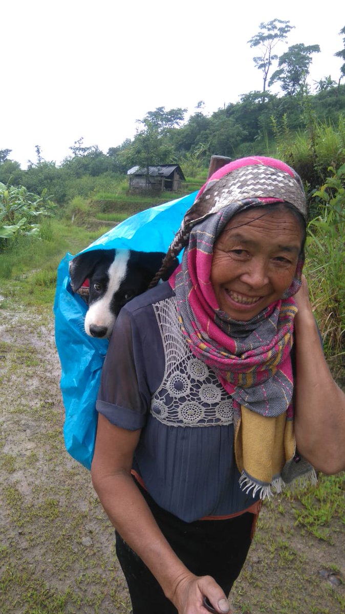 In another news, the paddy's are green and doing well, thanks to beautiful monsoon. Mom and best friend inspected the field today. #Manini #paddycultivation #nature #Maoculture #MaoGate #Manipur.