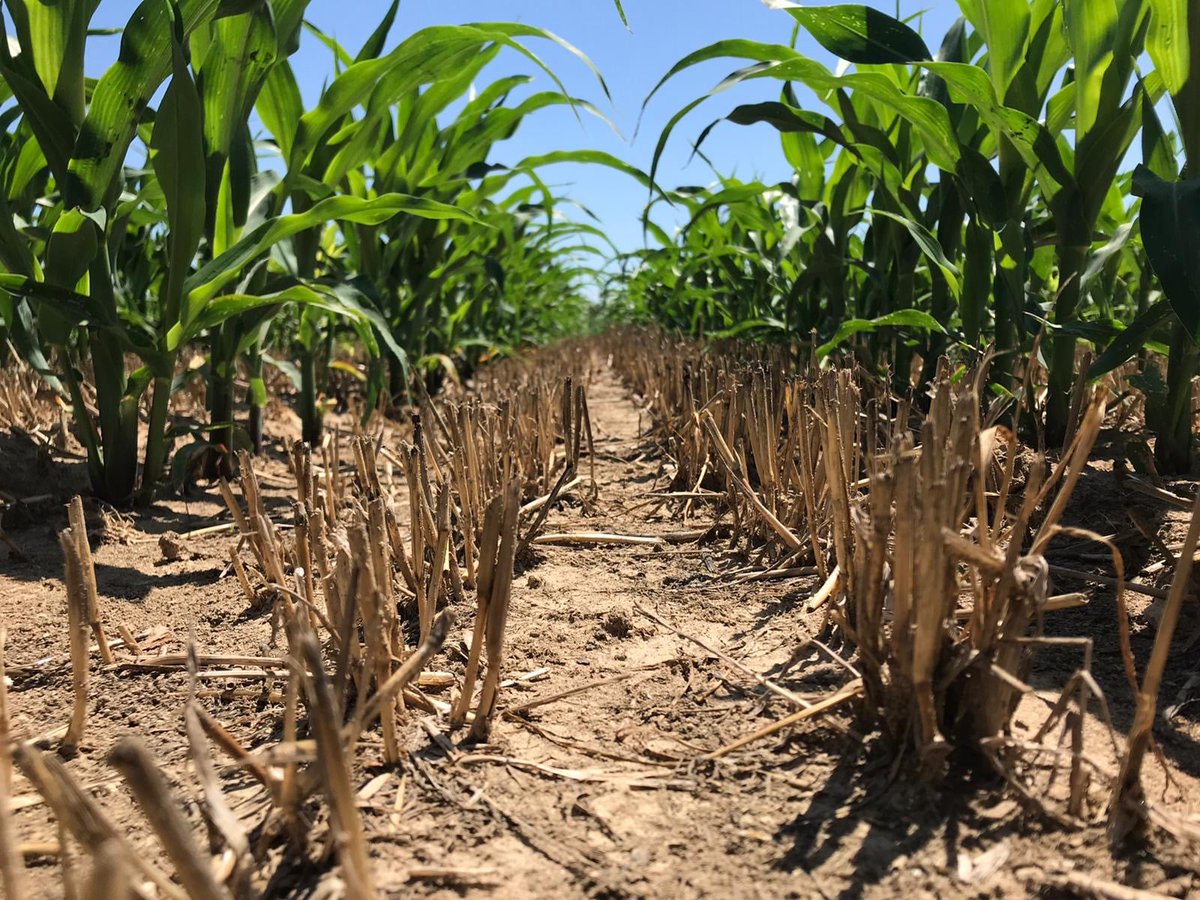 Biogas4zero's tweet photo. #Progetto #Biogas4.0:
Fase iniziale della coltivazione di mais gestita come seconda coltura sul campo di prova 4.0 seminato con tecnica strip till e iniezione di digestato.
➡️aumento della produttività
➡️corretto apporto di elementi nutritivi al terreno
#agricolturadiprecisione https://t.co/Aimkjz5YH4