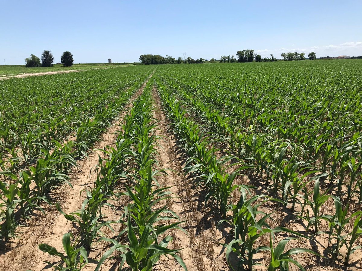Biogas4zero's tweet photo. #Progetto #Biogas4.0:
Fase iniziale della coltivazione di mais gestita come seconda coltura sul campo di prova 4.0 seminato con tecnica strip till e iniezione di digestato.
➡️aumento della produttività
➡️corretto apporto di elementi nutritivi al terreno
#agricolturadiprecisione https://t.co/Aimkjz5YH4