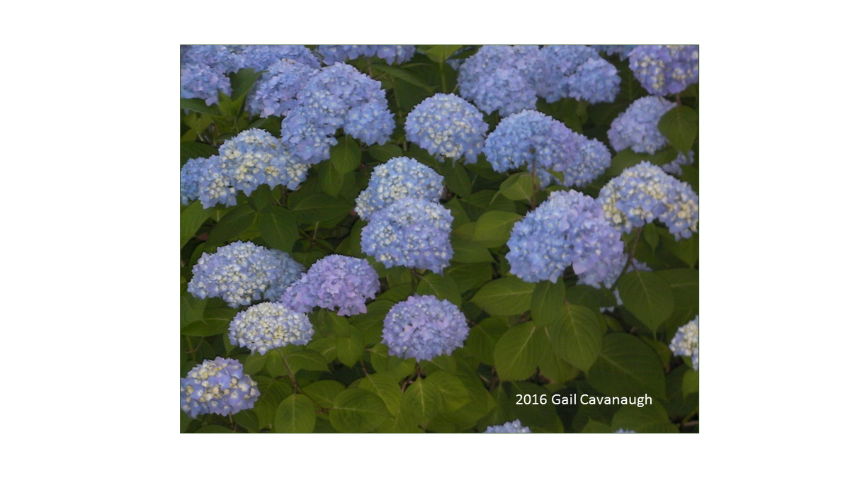 GCFinSol's tweet photo. #jigsaw #puzzle #Flowers #flowerphotography #COVID #familyfun #famiytime #relationships #ADHD  #ChristmasInJuly  #giftforher #orderonline
Feeling Blue Jigsaw Puzzle https://t.co/YjP2ScuyMN https://t.co/4qhxcHPu1Y