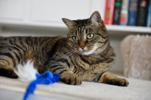  @DailyMailUK cat looks positively apologetic. It's alright mate it's not your fault, your owners gave it to YOU