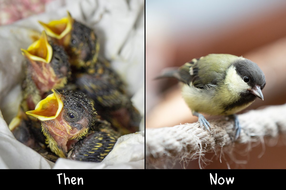wildlifeaid's tweet photo. Our latest group of #garden #birds is almost ready to be free!
Many of these birds arrived with us just a few days after hatching and it's taken a lot of feeding to get them this far! Now flying about in one of our #aviaries, it will only be a matter of days before #freedom! https://t.co/S9k0z8uM2z