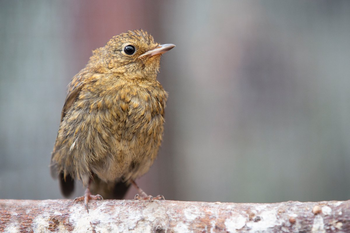 wildlifeaid's tweet photo. Our latest group of #garden #birds is almost ready to be free!
Many of these birds arrived with us just a few days after hatching and it's taken a lot of feeding to get them this far! Now flying about in one of our #aviaries, it will only be a matter of days before #freedom! https://t.co/S9k0z8uM2z