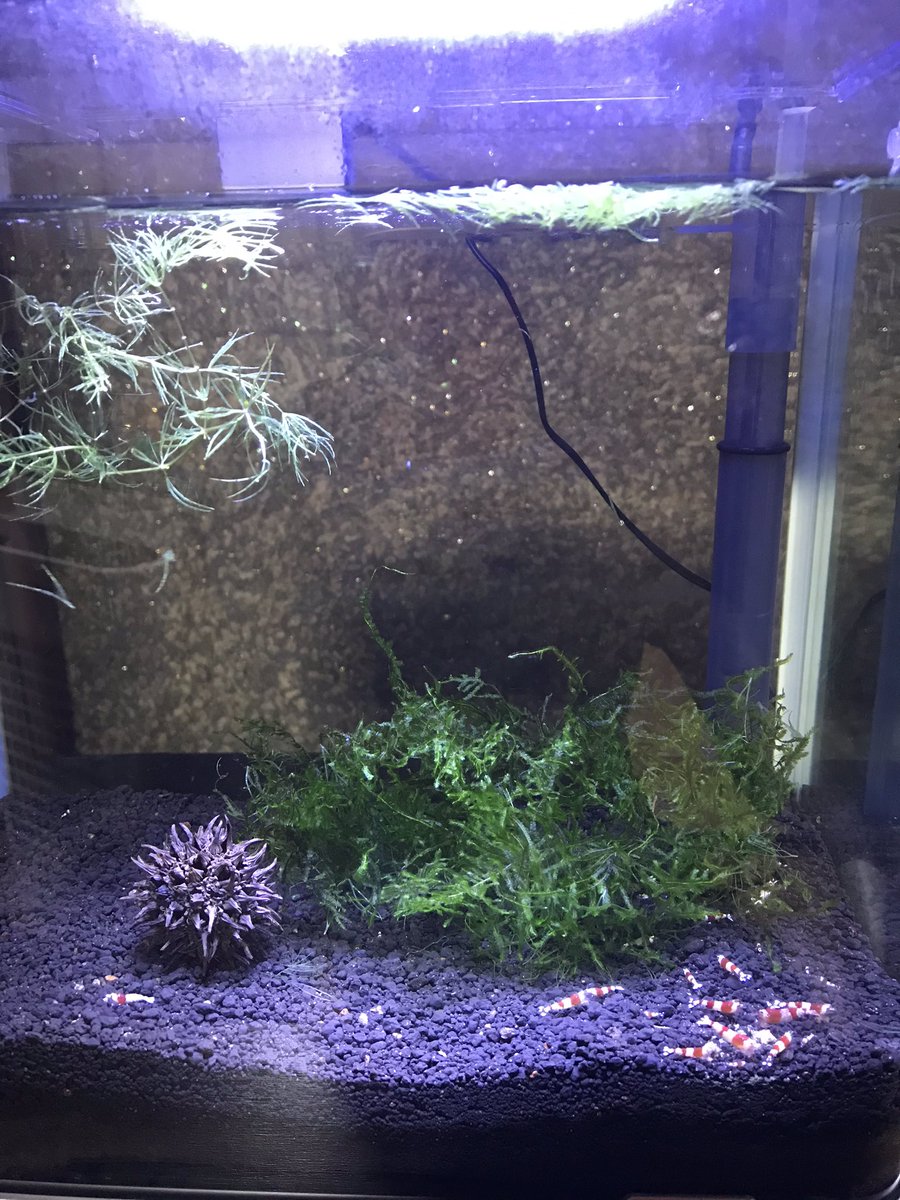 まー シュリンプ 釣り Maa Shrimp0321 Twitter