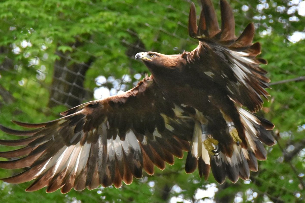 Over Drive 火は消えちゃいない 多摩動物公園 多摩zoo イヌワシ ニホンイヌワシ 猛禽類 フライングケージ 只見 Over Drive 火は消えちゃいない 多摩動物公園 多摩zoo イヌワシ ニホンイヌワシ 猛禽類 フライングケージ 只見