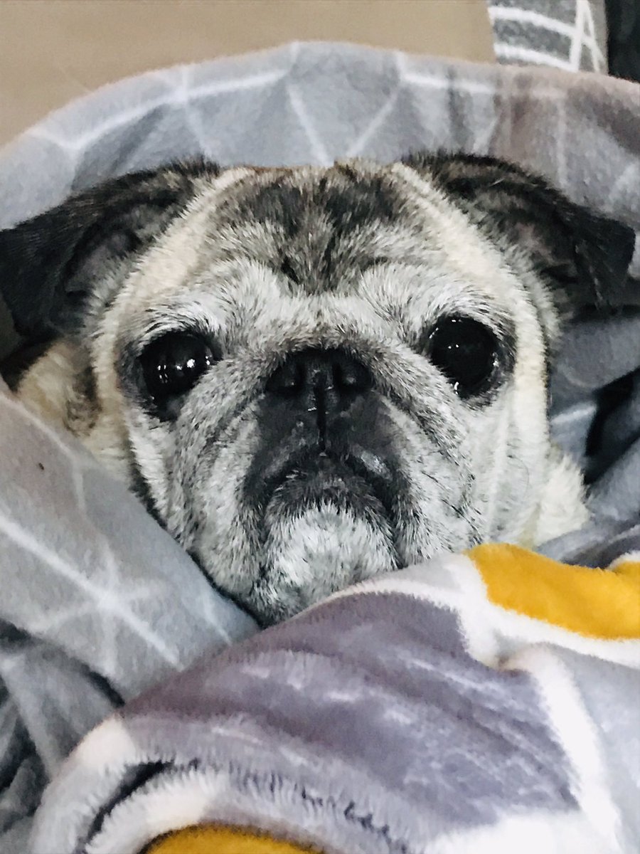 allinewns's tweet photo. She’s had a bath ... she’s wrapped in two blankets ... and two hot water bottles ... and is still milking it for more attention 🥰🥰 #seniorpug #pugproblems #puglife #pugchat #divapug https://t.co/rZ0WvUuGjb