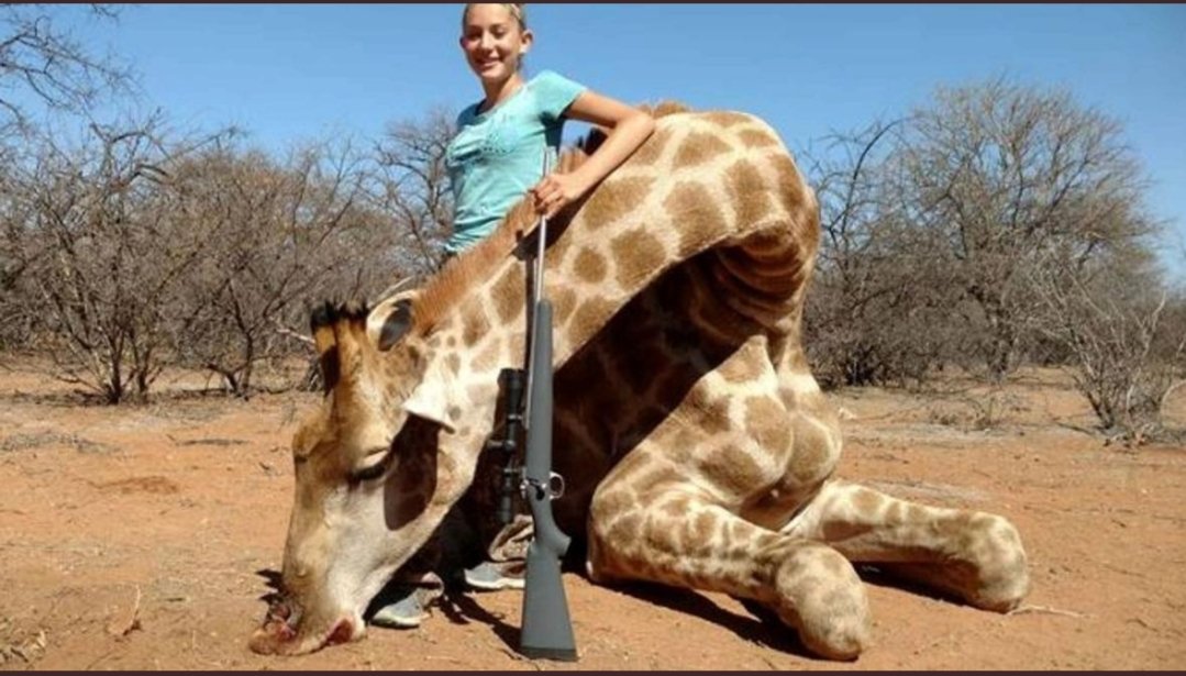 TCheminant's tweet photo. Elle est américaine. Adolescente. Et dans sa vie elle a une passion : buter la faune sauvage africaine.🤦🏻‍♂️

➡️ Et puis c'est bien, c'est pas comme si les girafes n'étaient pas elles aussi en voie de disparition.

@onevoiceanimal https://t.co/LDe37DeAsK
