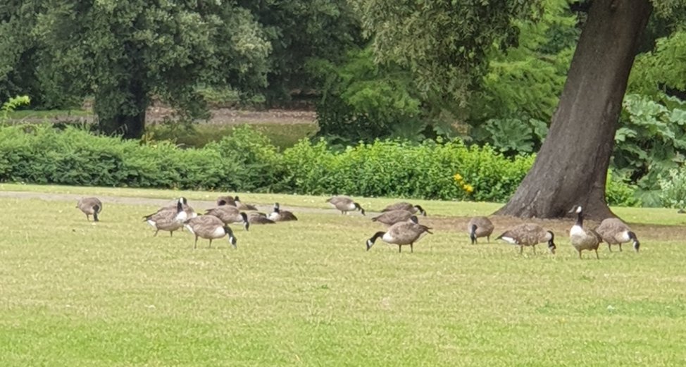 Pondelicious's tweet photo. Today, a cacophony of cohonks (🇨🇦 Canada Geese). 'honk' comes  from Algonquin 'cohonk' describing the noise they made. It was the Elizabethan polymath #ThomasHarriot that translated Algonquin to English following his visit to Roanoke in 1585 #syonpark #wizardearl https://t.co/lQxvJLVOfz