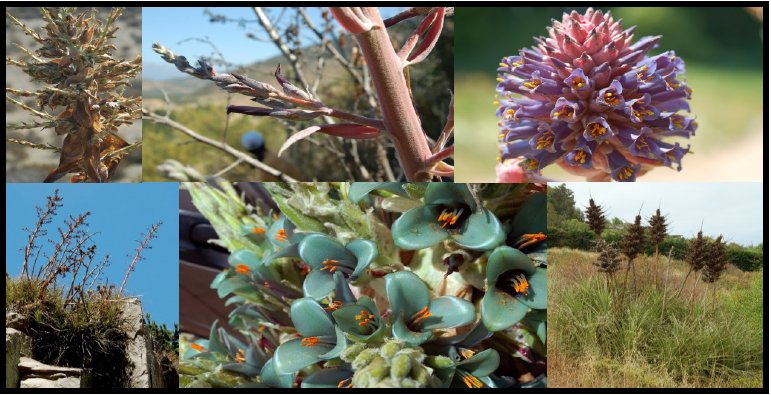 EStonesmyth's tweet photo. This time last year I sent off my first Puya samples for sanger sequencing and headed off to Tuscon for #botany2019. This year I am analyzing #Angiosperms353 data and will be presenting preliminary results at #Botany2020! #jabailylab #iamabotanist #bromeliaceae https://t.co/HndIpWYOQf