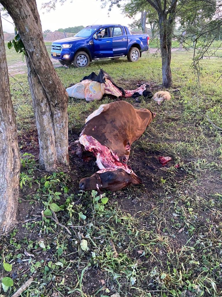 AhoraValledupar's tweet photo. #LoMásVisto 
El cantante @betozabaletac nuevamente es víctima de los delicuentes en su finca de Baranoa (Atlántico). Supuestos cuatreros mataron 5 vacas lecheras de 20 Lt cada una. "En estos momento de crisis me siento desprotegido, no hay derecho", dijo. https://t.co/ZVLnu6wYBf