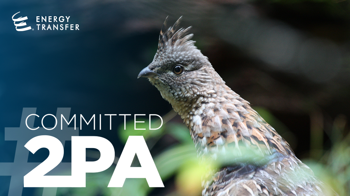 ETNortheast's tweet photo. Since it’s #ParksandRecMonth, we want to highlight some of Energy Transfer’s conservation efforts in #PA — from renovating state game lands to protecting the ruffed grouse. #WeAreParksAndRec #Committed2PA
Read more → https://t.co/gAoJeLd3XR https://t.co/P6vyLPWDhw