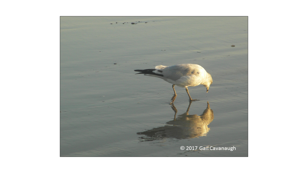 GCFinSol's tweet photo. #jigsaw #puzzle #COVID #familyfun #familytime #beach  #photographylovers #relationshps #buynow
Reflections Jigsaw Puzzle https://t.co/7OlzmGrirS https://t.co/51EOl88Miw