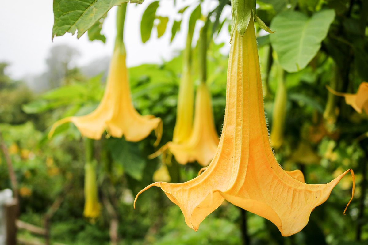 Deadly beautiful. All parts of the angel's trumpet contain tropane alkaloids which cause hallucination, paralysis, delirium and, well, death. They are thought to be extinct in the wild, and exist only in cultivation.

(Brugmansia spp.)