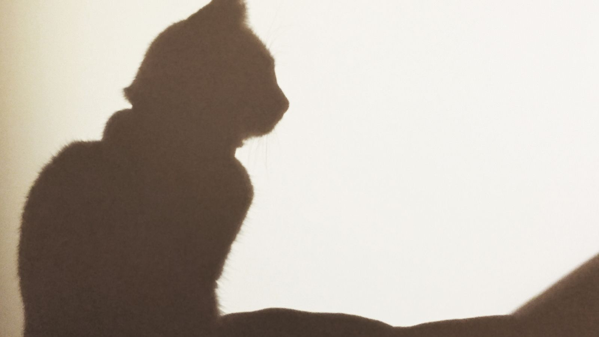  @SkyNews cat did not want to be identified over this.