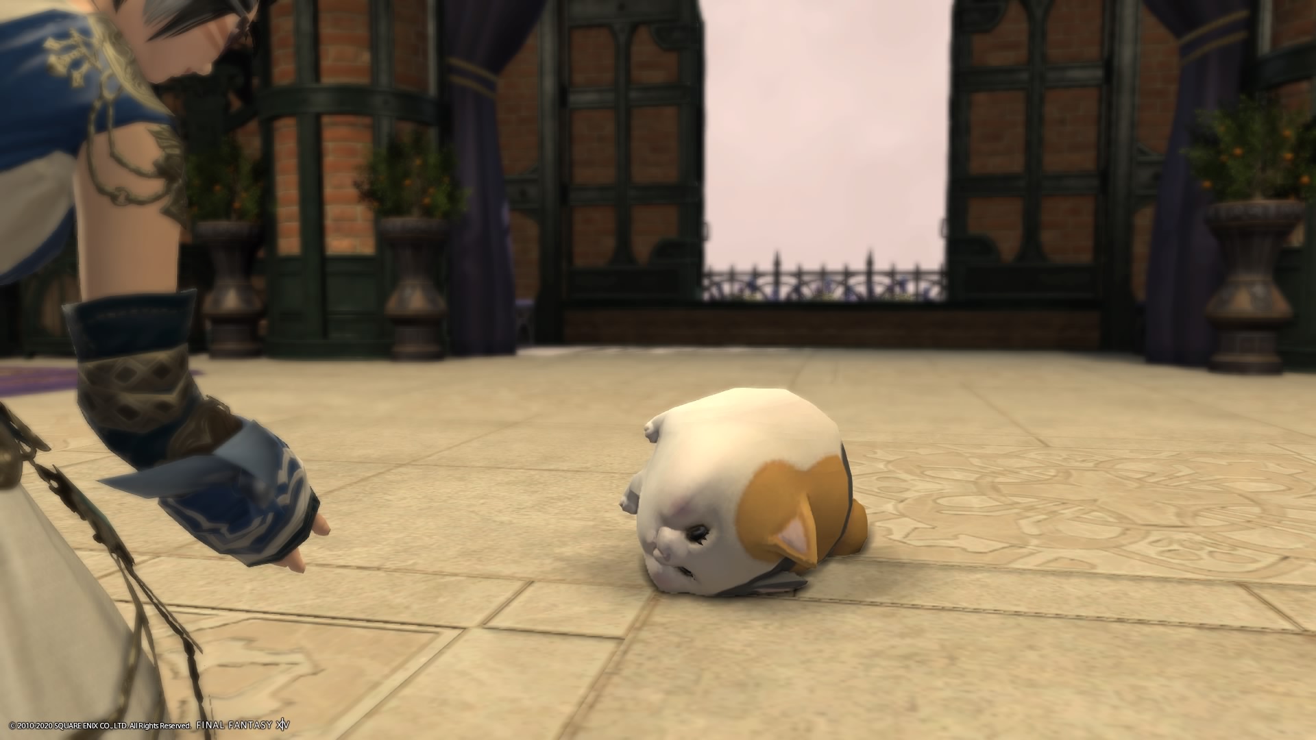 Uka 漁師リテイナーがウーパールーパーとファットキャットを連れてきました Ff14 Ps4share T Co 8ppvpdjfvb Twitter