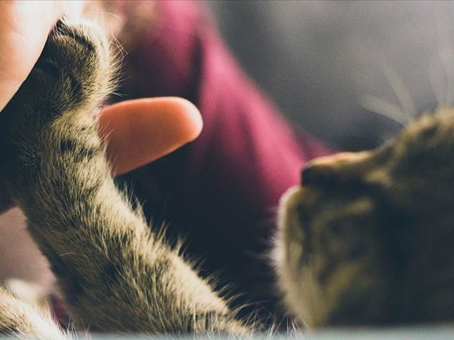 The cat at Pakistan's Express Tribune  @etribune is having a last taste of human contact before the inevitable 2m exclusion comes into play