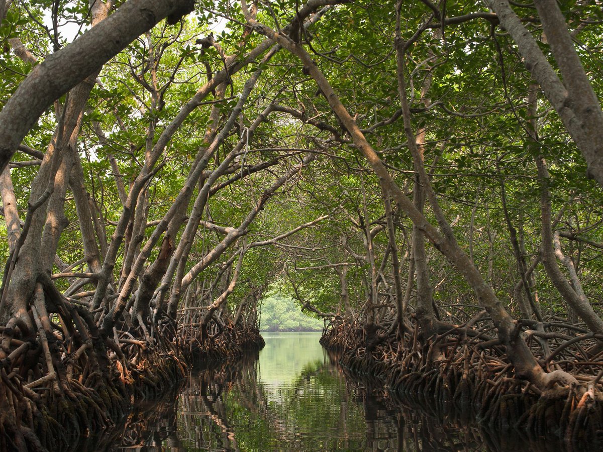 nadeemmirbahar's tweet photo. #Mangroves provide multiple benefits and services including #habitats, #food #protection, #recreation and #environmental benefits.
#OxygenHubs
#CarbonSinks
#TsunamiProtection
#CoastalShelters
#Habitats
#Nurseries
#Landformation
1/2 https://t.co/kpzWBMeeen