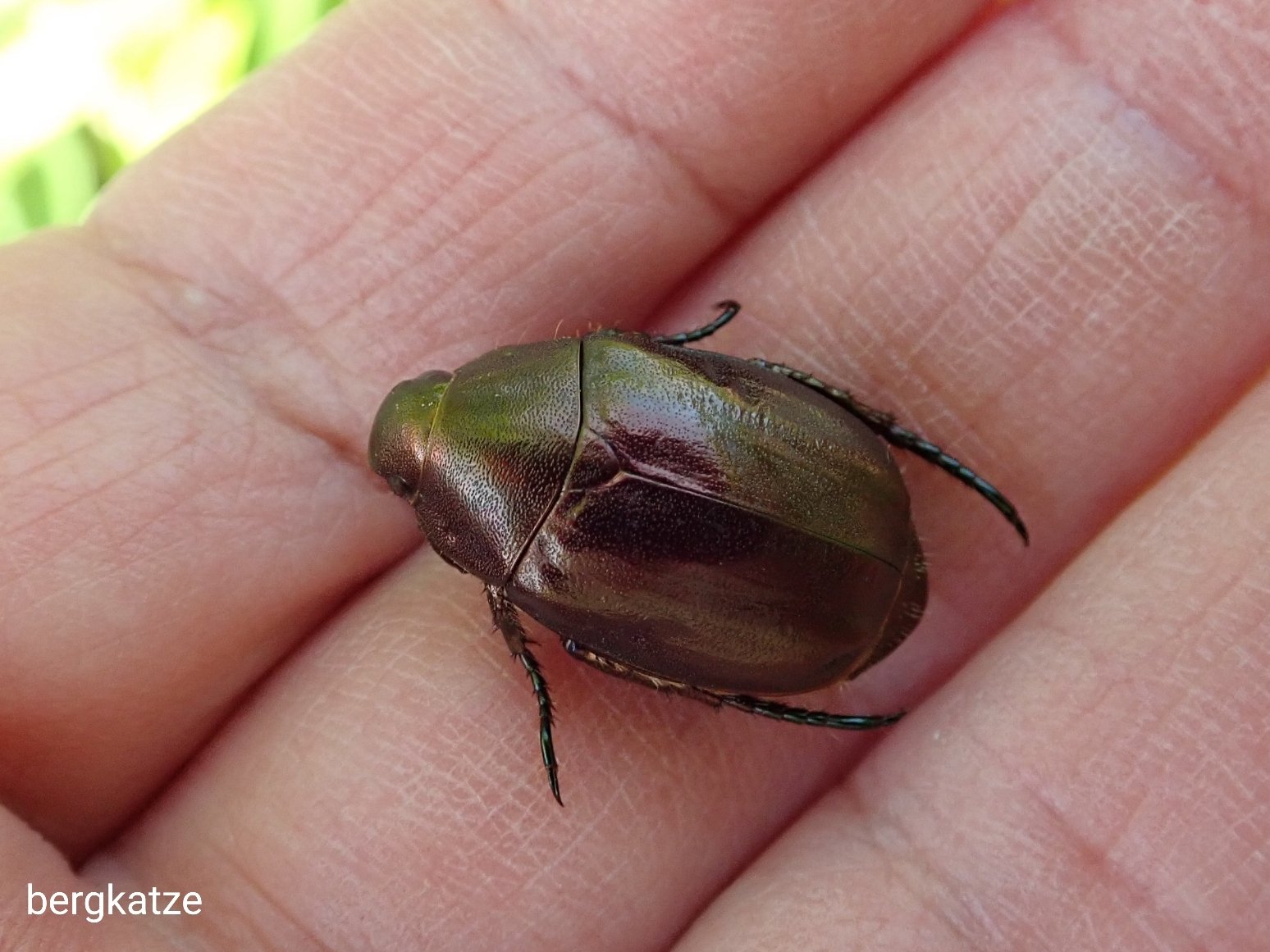 Bergkatze べるくかっつぇ ツチスガリ属の１種 Cerceris Sp ドウガネブイブイ Anomala Cuprea Hope 19 ケシキスイを捕らえたツチスガリとクリの葉に居たドウデモイイヤツ 笑 膜翅 アナバチ科 鞘翅 コガネムシ科 ドウガネブイブイ T Co