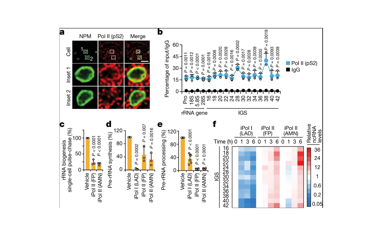 Okolabgroup's tweet photo. This great study from @UofT, @SylvesterCancer and @UTHealthGCCRI, out on @nature last week, discovers that #RNA #polymerase II drives generation of the building blocks of #ribosomes. #LiveCell imaging on a @LeicaMicro #confocalmicroscope equipped with the #okolab #cageincubator. https://t.co/fqcUlOUcai