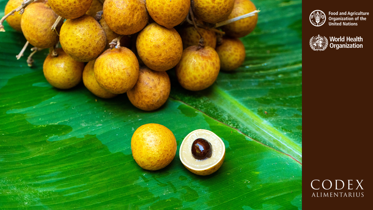 FAOWHOCodex's tweet photo. ๐ | High in vitamin C, #Longans are a good source of fiber.
In 1999, the #CodexAlimentarius Commission has adopted a standard for this fruit โก๏ธ https://t.co/dM2tDcB3vK
#FoodSafety #FoodTrade https://t.co/SvnSENV2QS