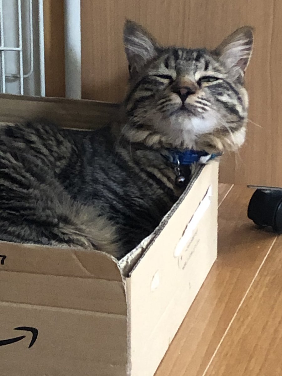 #猫好きさんと繋がりたい #キジトラ #きじとら猫 #猫のいる暮らし #nyancon01 #neko #cats