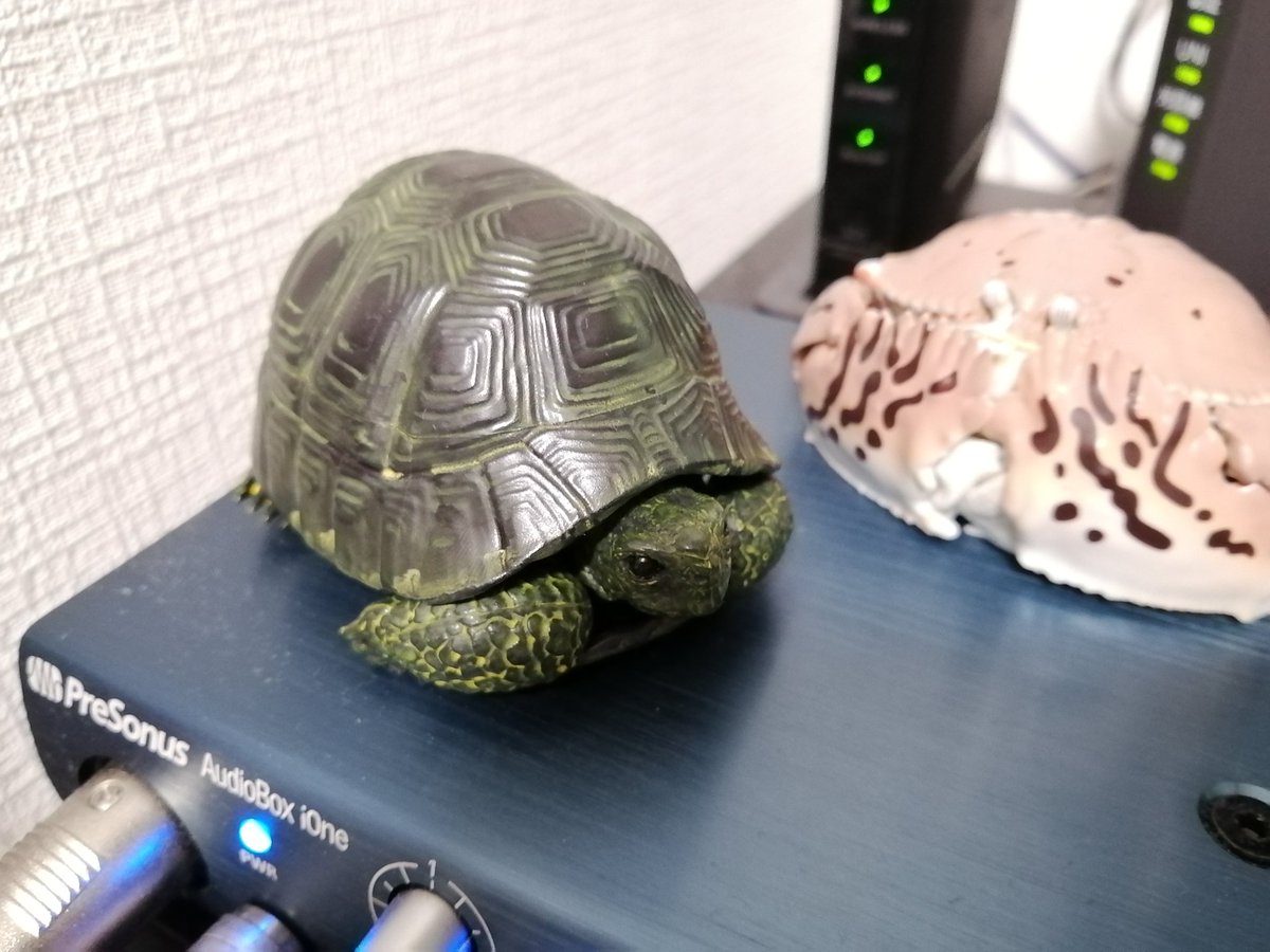 葉隠お宮 お目当てのホウシャガメは出ませんでしたがギリシャリクガメ黒ちゃんをお迎えしました