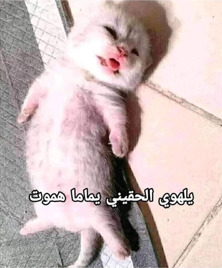 🦋تسنـــTasneemيم🦋 tweet media