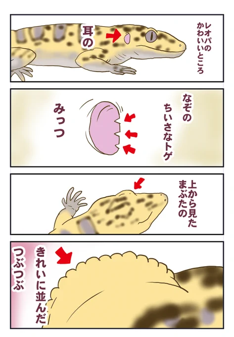 レオパのかわいいところ(私見) #レオパ 