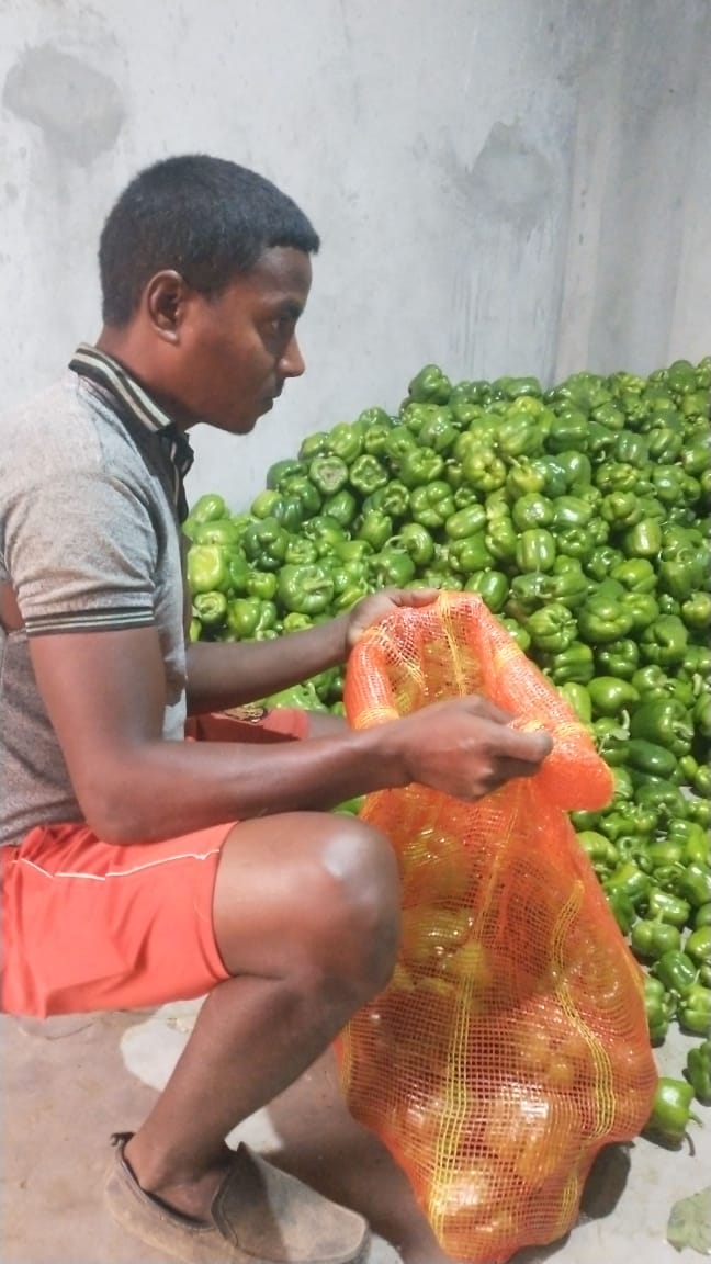 ashok_chauhanHP's tweet photo. CSC VLE Ram krishan GP Satog Theog  sold one ton capsicum through CSC Kisan e Mart in Himachal  Pradesh 
@dintya15 @rsprasad @CSCegov_ @CSCHimachal 
#CSCseGRAMSWARAJ https://t.co/FMl42gaZN1