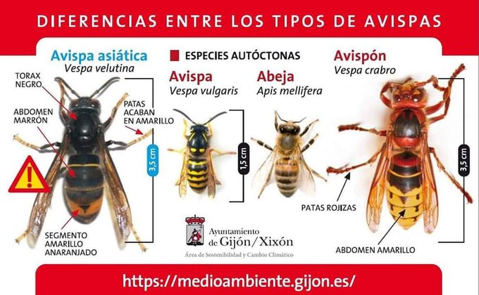 guardiacivil's tweet photo. ¿Serías capaz de diferenciar la avispa asiática 🐝 de las especies autóctonas? 

Esta infografía del Ayto. de Gijón es muy ilustrativa. 

Los avisperos son de color blanquecino y del tamaño de una naranja. Para eliminarlos llama al servicio de emergencias #112  #VeranoSeguro https://t.co/X9Eq24Go9y