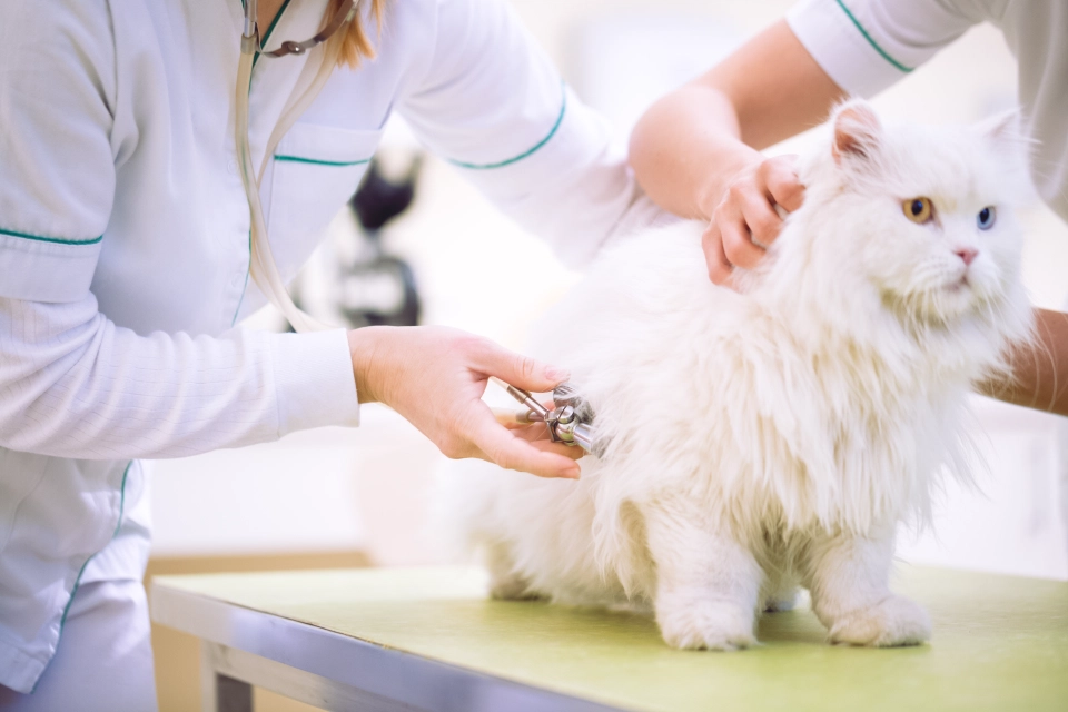  @TheSun 's cat is bracing itself for the test results