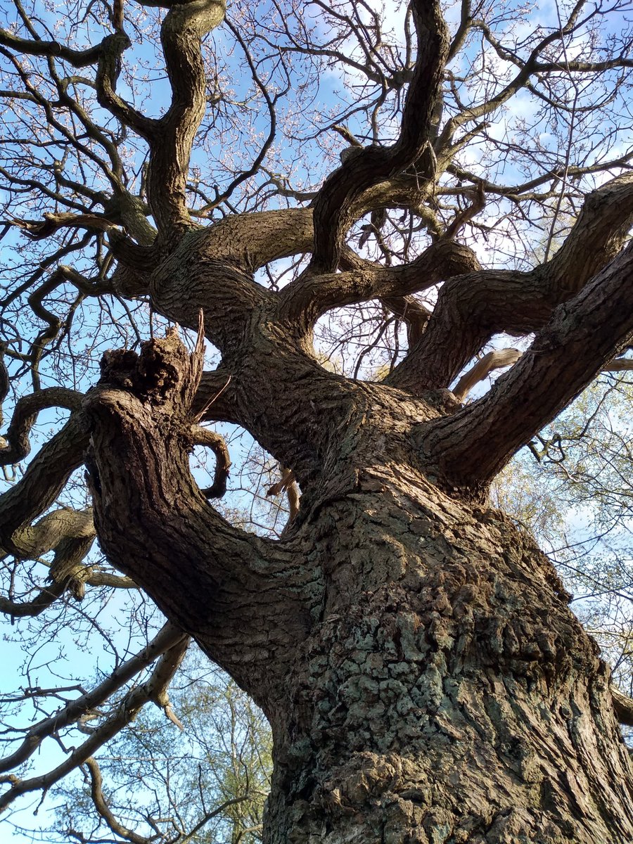 TreesforCities's tweet photo. We loved your entries in our weekly #TFCsnaps photo challenge! The photo prompt was *stand under a tree and look up* - have a look at the best pics here: https://t.co/Ix9AssesGX
Keep your eyes peeled for our next photo prompt, released every Tuesday! πΈ π https://t.co/2g6FjVAiUD