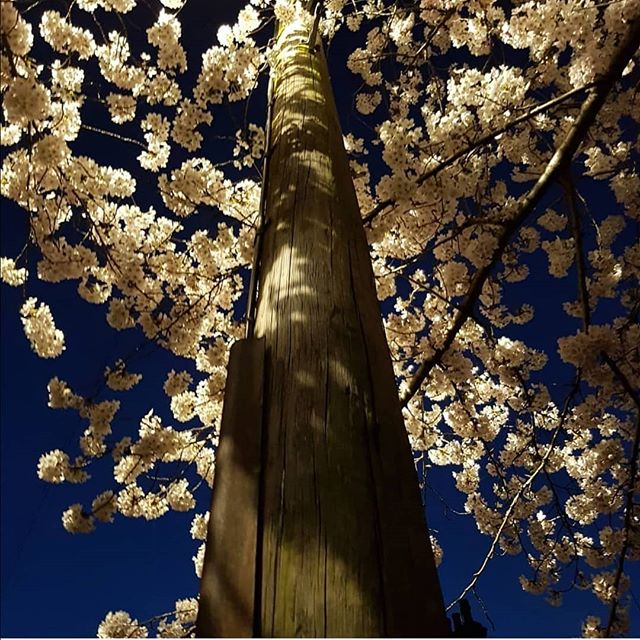 TreesforCities's tweet photo. We loved your entries in our weekly #TFCsnaps photo challenge! The photo prompt was *stand under a tree and look up* - have a look at the best pics here: https://t.co/Ix9AssesGX
Keep your eyes peeled for our next photo prompt, released every Tuesday! πΈ π https://t.co/2g6FjVAiUD