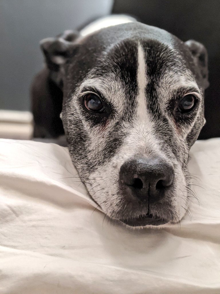 miss_sparkles11's tweet photo. "Good morning mama, time to get up!" β€οΈπ #BoxerPitty https://t.co/DskQpThFJY