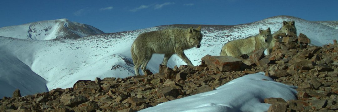 Wolves_India's tweet photo. #himalayanwolves #wolvesofindia
Photo credits: @RanjanaPal12 https://t.co/qrx2zct3yq