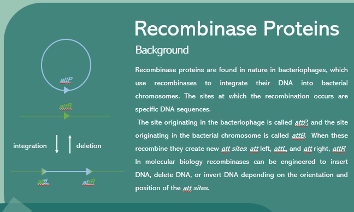 Binary counters, such as those seen in computing, can be acheived in synthetic biology by using recombinase proteins. 2/12
