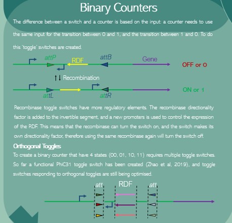 Once recombinase based switches have been created their complexity can be built to create a toggle switch, which in turn works as a binary counter. To help improve the complexity of counters requires 'orthogonal toggles', a set of switches without cross reactivity. 4/12