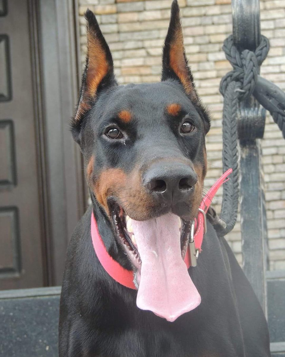 ghdogblogger's tweet photo. Dobbie β€β€β€
-
Follow @ghdogblogger for more dog content.
-
#GHDogTv #doberman #dobermanpinscher #dobermansofinstagram #ghdogblogger #dogblogger #dogblog #dogghana #ghdogs #dogsgh #ghanadog #ghana #africadog #dogafrica #nigeriadogs #dogsinnigeria #dogsinghana #boerboel https://t.co/f3iofLmZwr