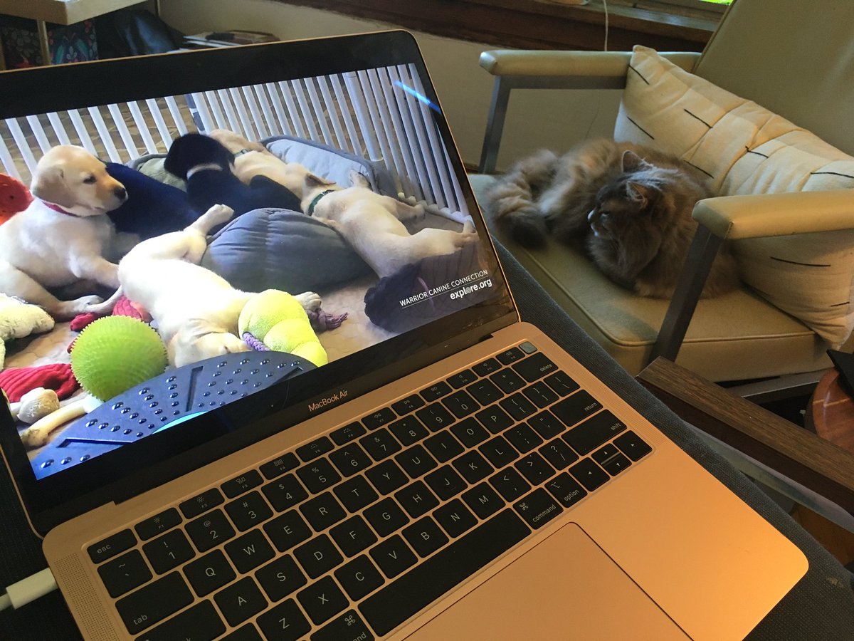 norskieMN's tweet photo. And order has been restored. At least with the chair situation. Puppies are another story... #ChairWars @exploreorg https://t.co/Oi5dRBlWLx