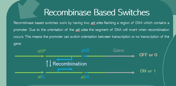 The counters are created by adapting pieces of DNA to combine the attachment sites of the recombinase, promoters and genes of interest. This creates what we call a 'switch'. 3/12