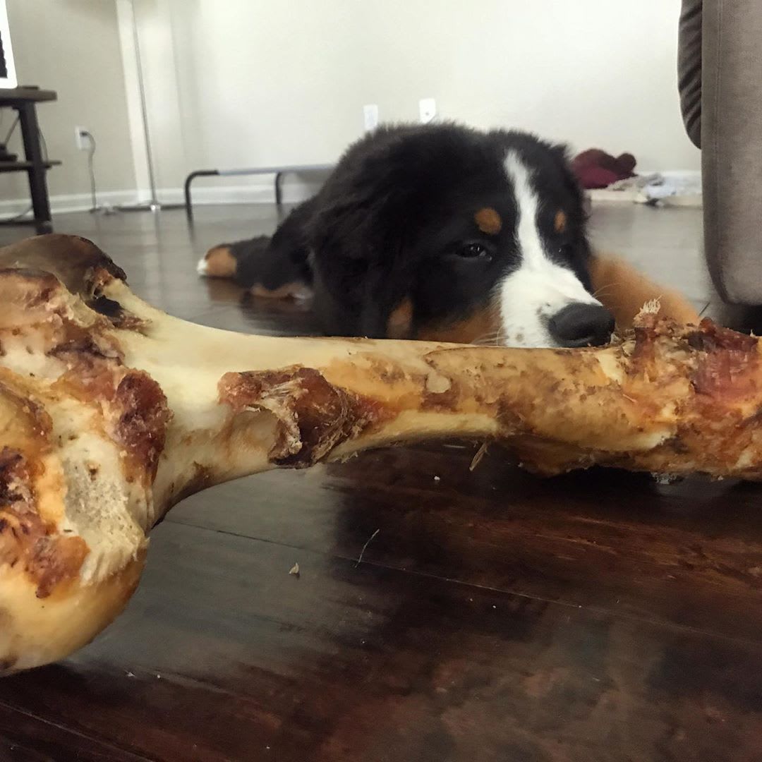 petsuppliesplus's tweet photo. Taking on Monday like Luca is taking on this bone! #petsuppliesplus #minusthehassle #mondayfeels #issamonday #mustlovepets 
Photo Credit: @luca_the_berner https://t.co/u55ShitpA4