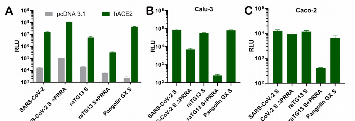 ... that losing the PRRA makes SARS2 ~10x more infectious in 293T kidney cells (Fig 3A; note the log y-axis). This is in total contrast to what we see in animal models (Lau et al. PRRA is needed for virulence) and in humans (the PRRA is likely under selection in humans).