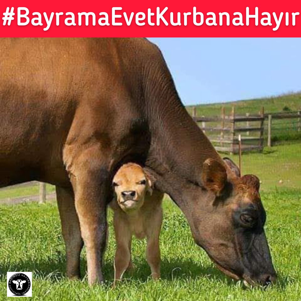 İbadetinizi bayramda hayvanların öldürülmesine aracı olmayan kurumlara bağışta bulunarak yapabilirsiniz. <a href="/KACUV1/">KAÇUV</a> <a href="/egecagdasegitim/">Ege Çağdaş Eğitim Vakfı</a> <a href="/CerebralPalsyTR/">Cerebral Palsy Türkiye (TSÇV)</a> <a href="/Darussafaka/">Darüşşafaka Cemiyeti</a> bağışlarınızı doğrudan ihtiyaç sahiplerine yönlendiriyor. Öldürmeyin, yaşatın! 
#bayramaevetkurbanahayır