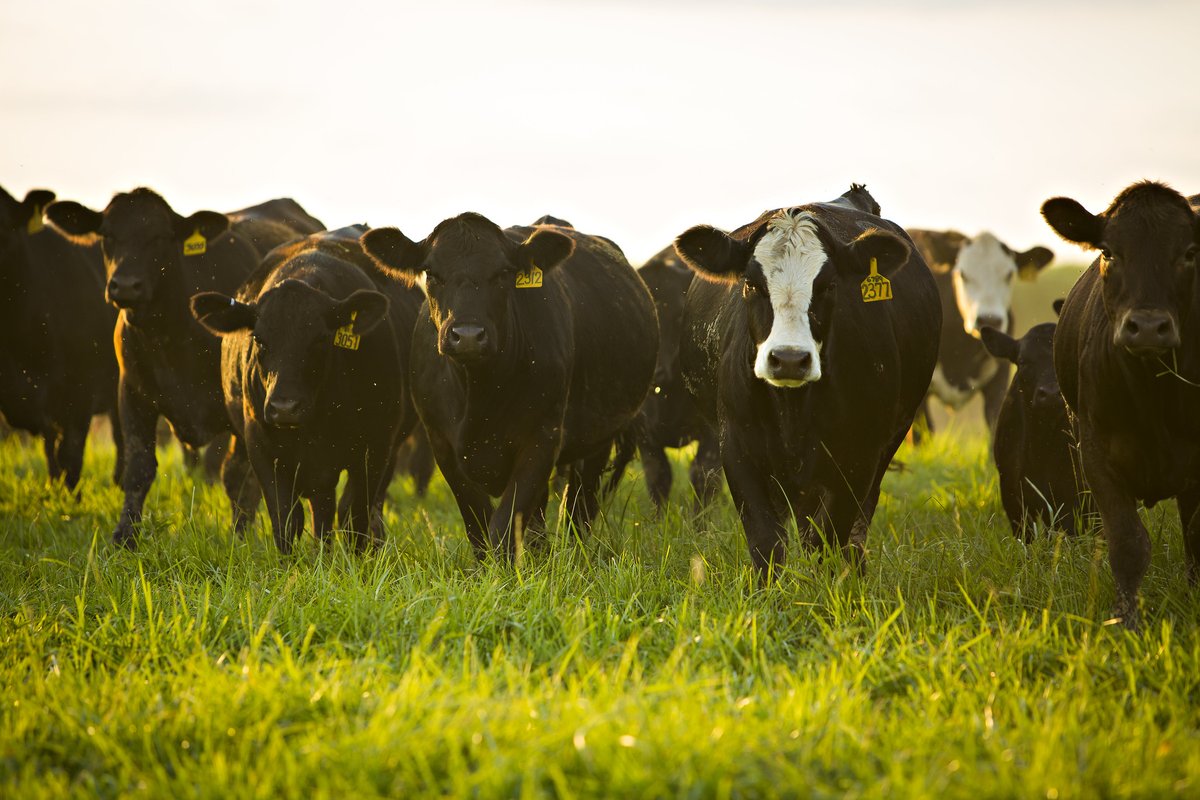 CAFNRNews's tweet photo. .@USDA_NIFA recently announced an investment of $6.2 million in animal reproduction research. Nearly $1.5 million of that investment is coming to @MUAnimalScience. A total of 14 grants were awarded to 11 institutions, with @cafnr earning three awards. https://t.co/jMVhU8Eux4 https://t.co/rpgn7aj3c4