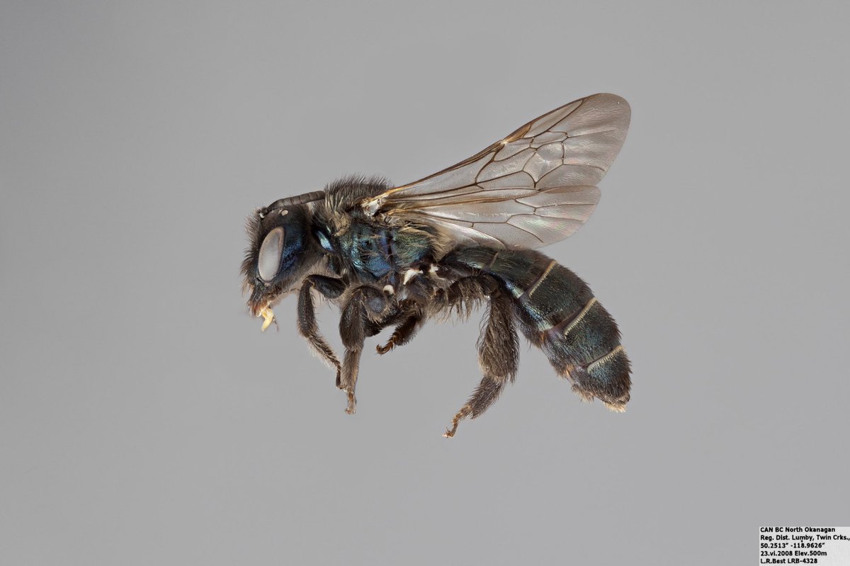 BeesYork's tweet photo. #MetallicMonday: Dufourea holocyanea (Halictidae). This species can be found in the western USA, and southwestern Canada. This specimen was collected in southern British Columbia. #dailybee https://t.co/o8hMMngJJV