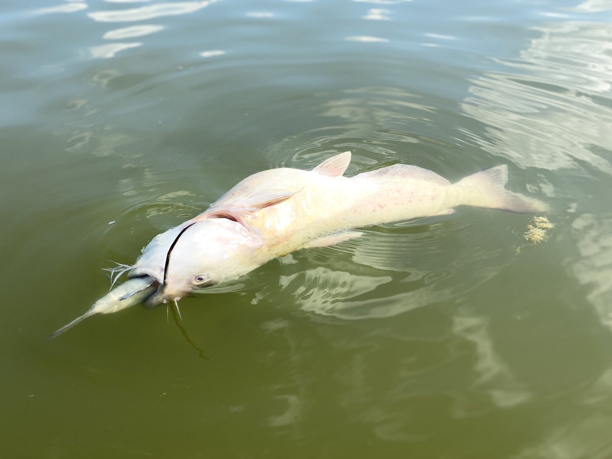 wowscher's tweet photo. @ohiodnr any idea why so many fish are dying in Hoover Reservoir? https://t.co/2KTcHMe6WM