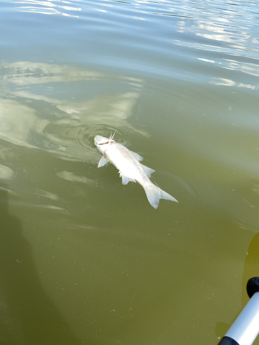 wowscher's tweet photo. @ohiodnr any idea why so many fish are dying in Hoover Reservoir? https://t.co/2KTcHMe6WM