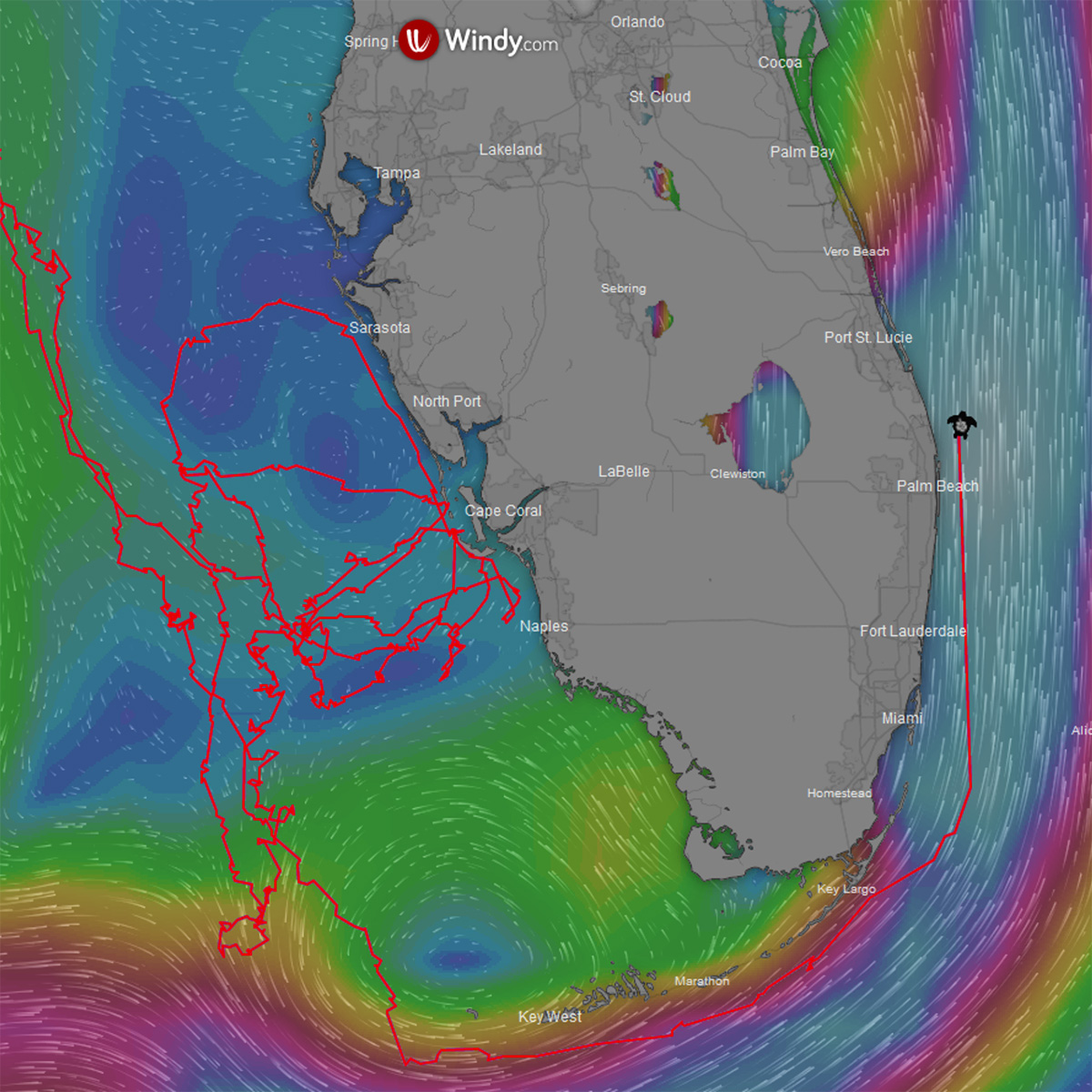 Big news! Juniper, the Gulf Coast nesting leatherback has left the Gulf via the Florida Straits and is heading north in the Gulf Stream east of Florida. We believe that this is the 1st time a leatherback turtle has been tracked via this route around Florida! #BreakingNews
