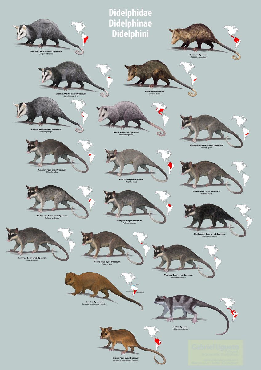 SerpenIllus's tweet photo. There are over 110 species of #marsupials in the Americas (primarily South America) yet most people don’t know about them. Here is a small sample of them. These sketches are of the tribe Didelphini of Didelphid marsupials, some of the most common #opossums #sciart #MammalMonday https://t.co/JqMKVxQDtq